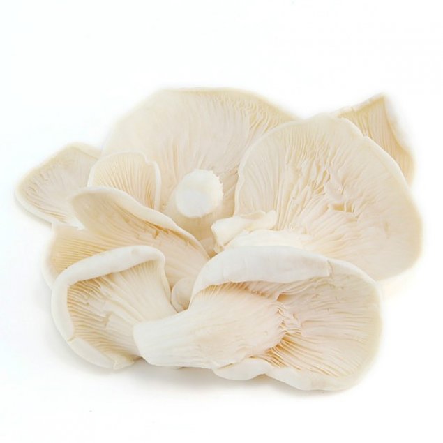 Mushroom Oyster White 150g Punnet