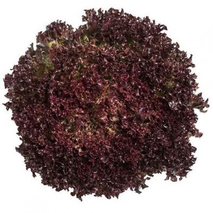 Lettuce Red Coral Each