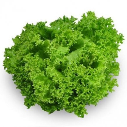 Lettuce Green Coral Each