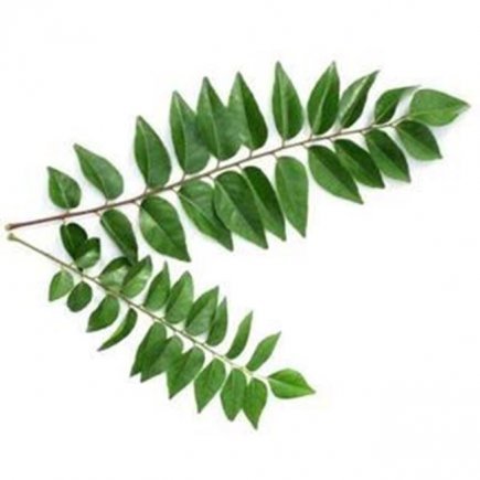 Herb Curry Leaves 10g Pack