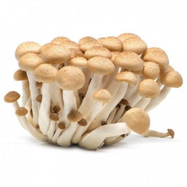 Mushroom Shimeji Punnet